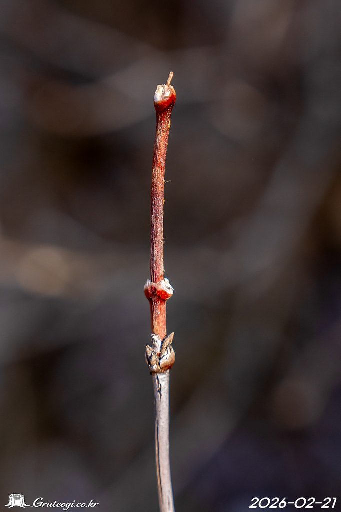Zabelia biflora winter