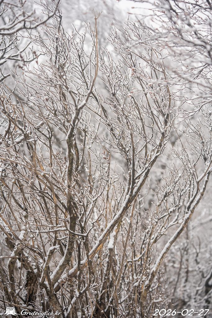 Zabelia biflora winter
