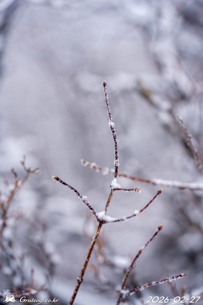 Zabelia biflora winter
