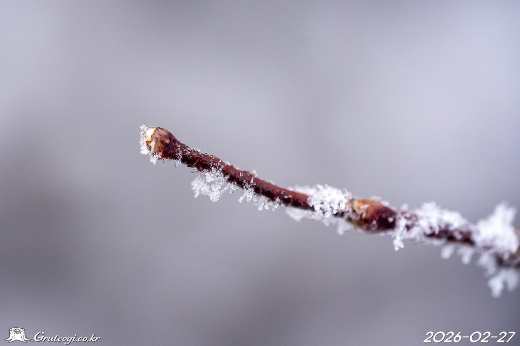 Zabelia biflora winter