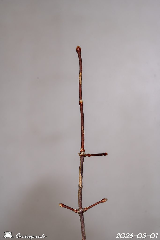 Zabelia biflora winter