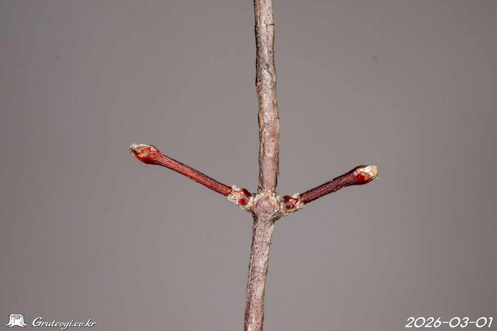 Zabelia biflora winter