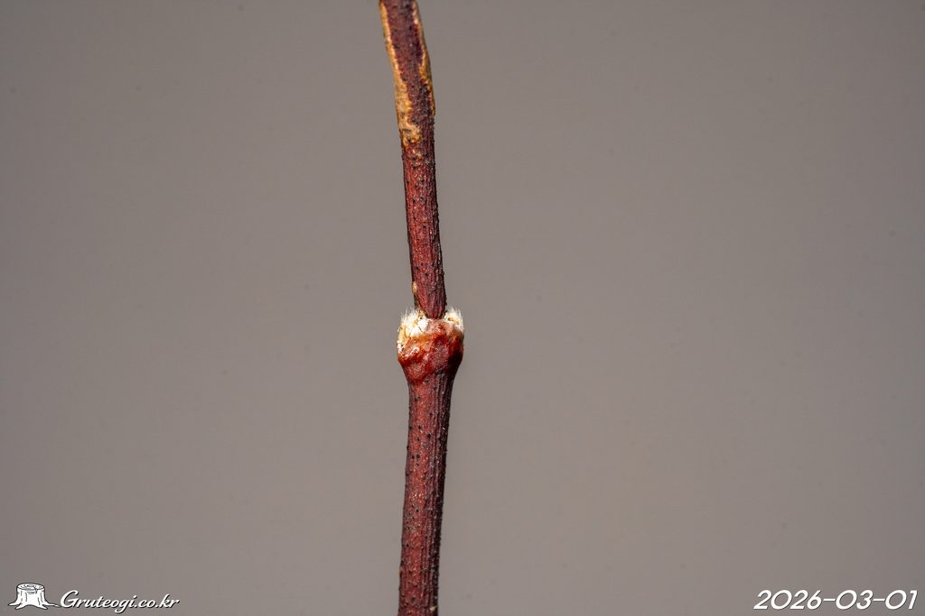 Zabelia biflora winter