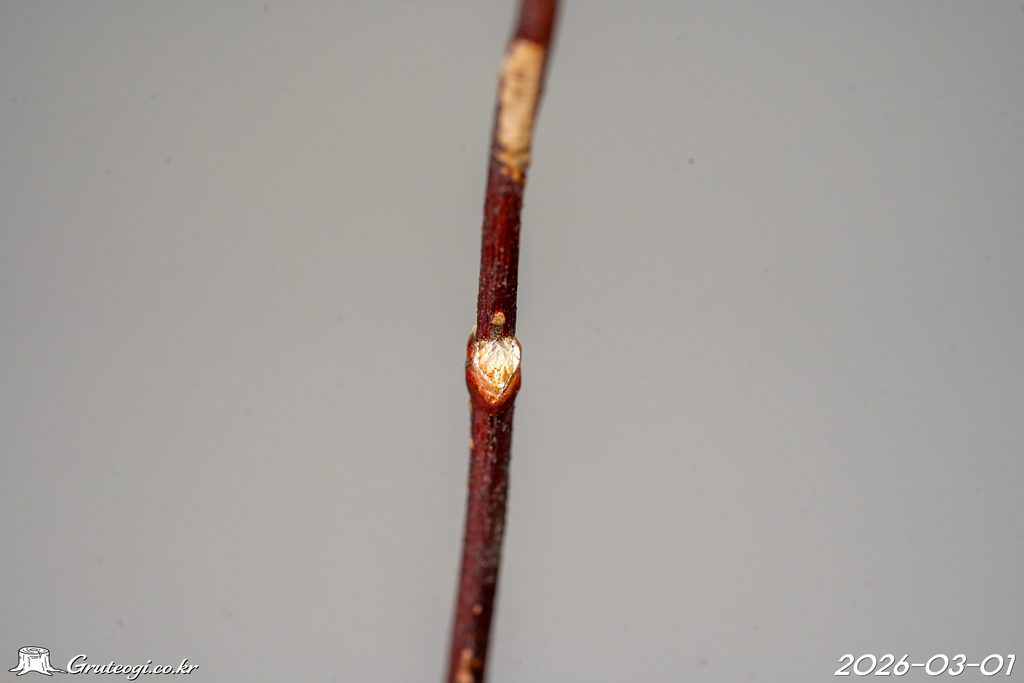 Zabelia biflora winter