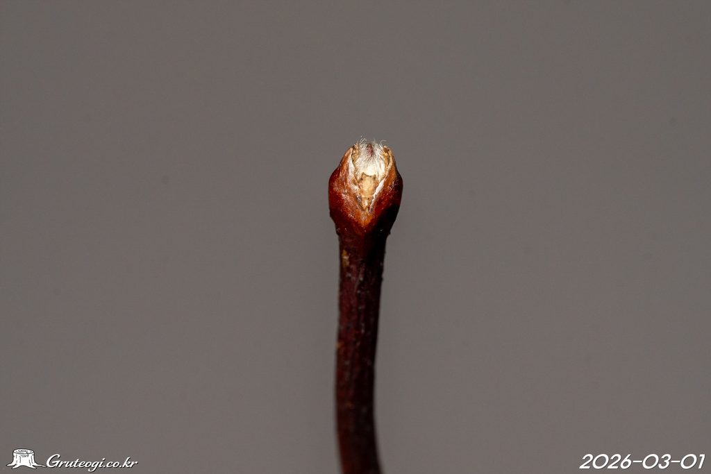 Zabelia biflora winter