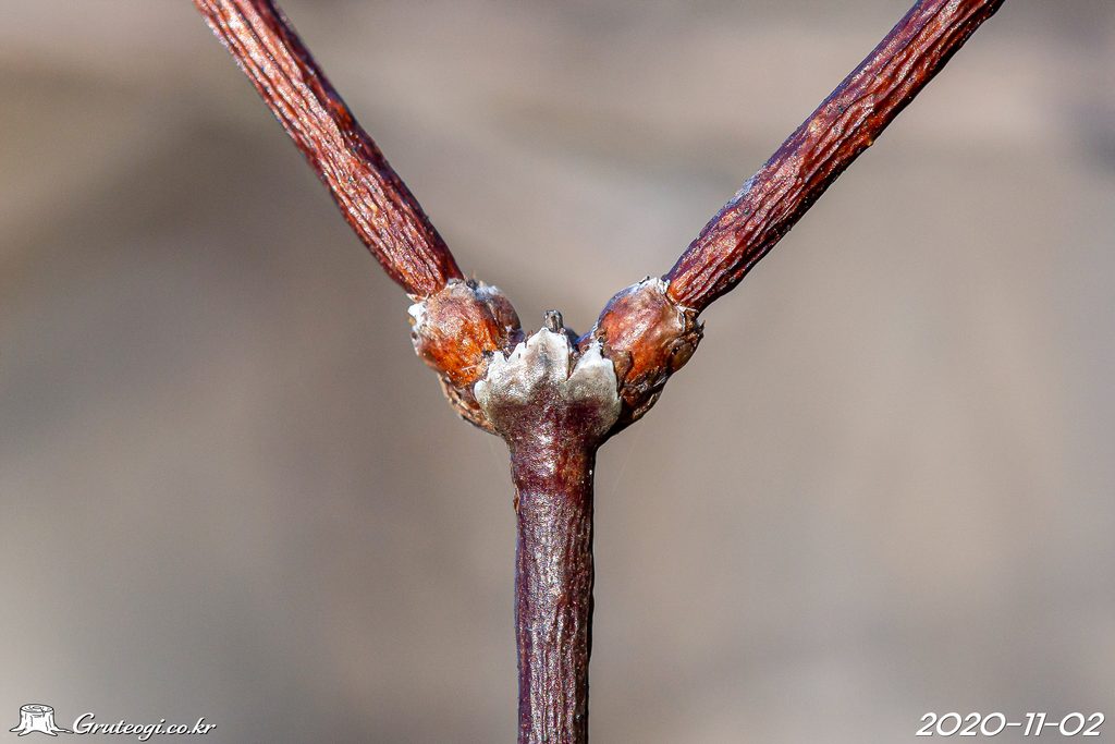 Zabelia biflora winter