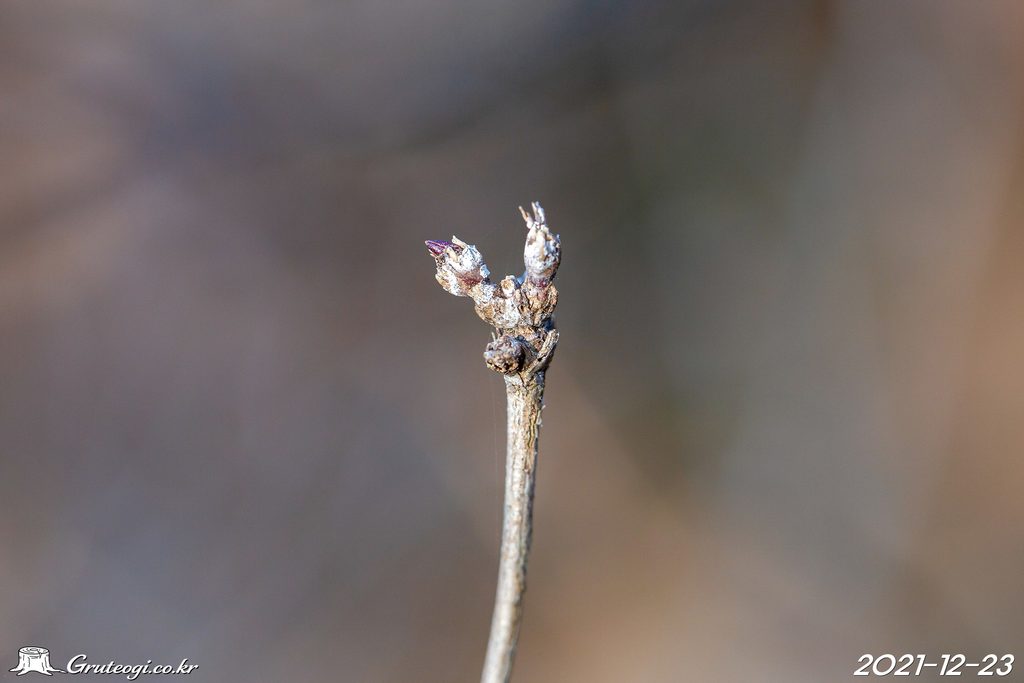 Zabelia biflora winter
