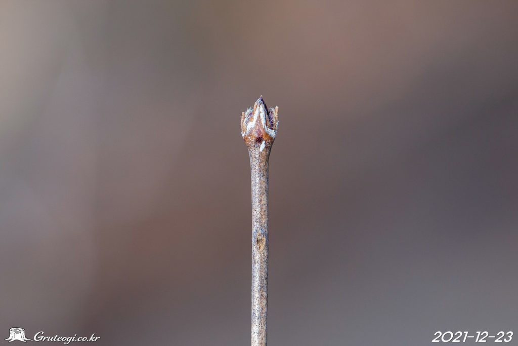 Zabelia biflora winter