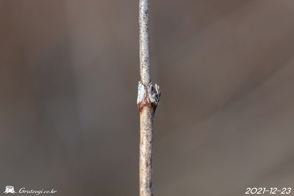 Zabelia biflora winter
