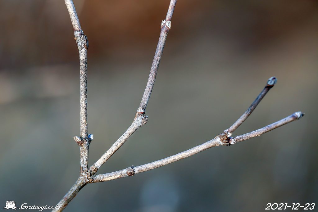 Zabelia biflora winter