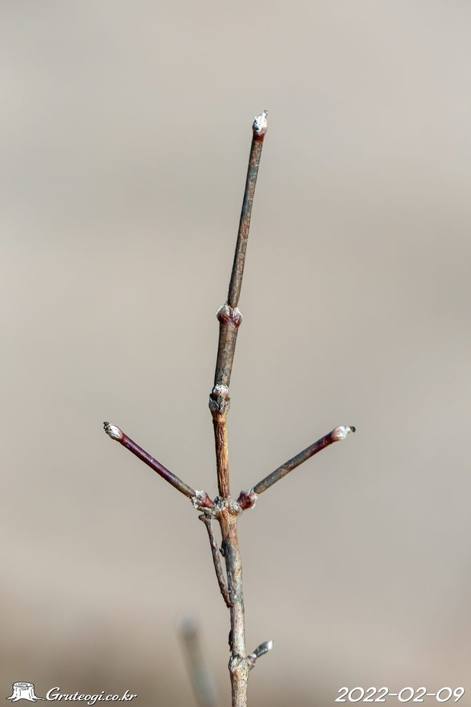 Zabelia biflora winter